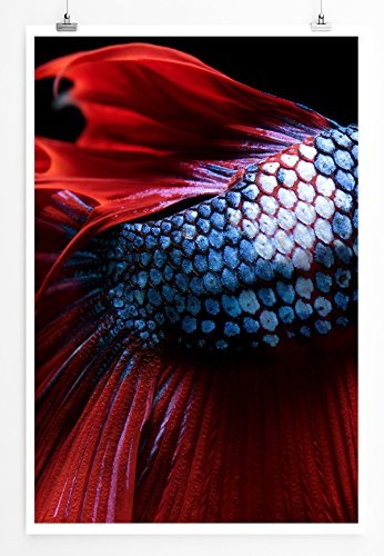 Best for home Artprints - Tierfotografie - Schimmernde Schuppen eines siamesischen Kampffisches- Fotodruck in gestochen scharfer Qualität