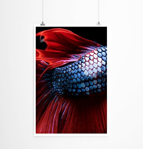 Best for home Artprints - Tierfotografie - Schimmernde Schuppen eines siamesischen Kampffisches- Fotodruck in gestochen scharfer Qualität