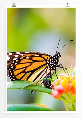 Best for home Artprints - Kunstbild - Monarchfalter auf einer Blüte- Fotodruck in gestochen scharfer Qualität