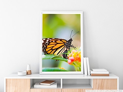 Best for home Artprints - Kunstbild - Monarchfalter auf einer Blüte- Fotodruck in gestochen scharfer Qualität