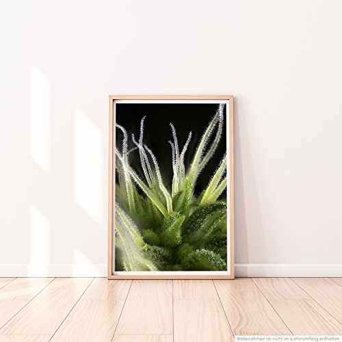 Best for home Artprints - Kunstbild - Detail einer Cannabis Knospe- Fotodruck in gestochen scharfer Qualität