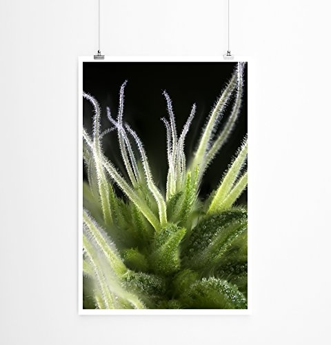 Best for home Artprints - Kunstbild - Detail einer Cannabis Knospe- Fotodruck in gestochen scharfer Qualität