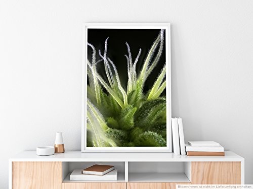 Best for home Artprints - Kunstbild - Detail einer Cannabis Knospe- Fotodruck in gestochen scharfer Qualität