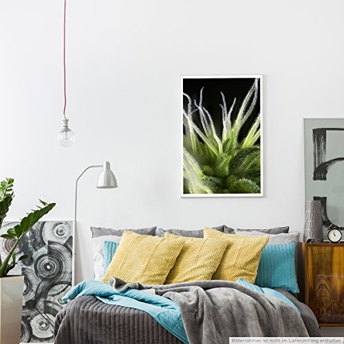 Best for home Artprints - Kunstbild - Detail einer Cannabis Knospe- Fotodruck in gestochen scharfer Qualität