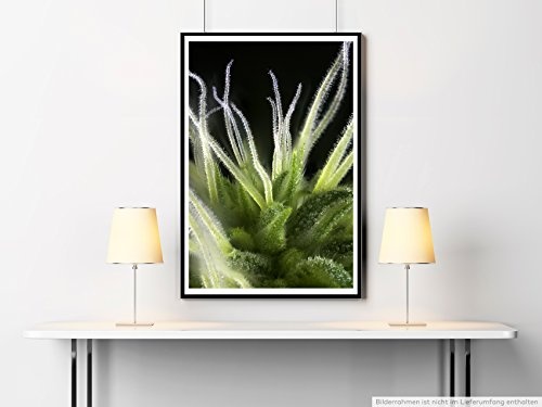 Best for home Artprints - Kunstbild - Detail einer Cannabis Knospe- Fotodruck in gestochen scharfer Qualität