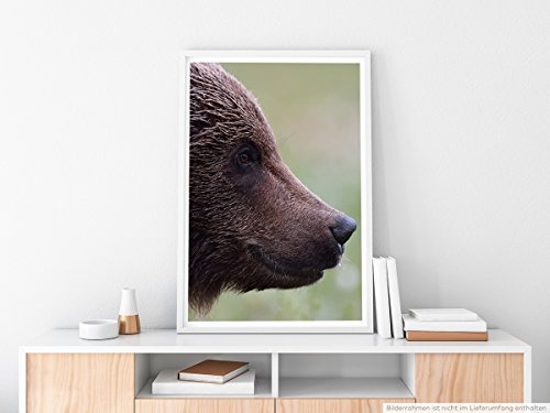 Best for home Artprints - Tierfotografie - Porträt eines Braunbärens von der Seite- Fotodruck in gestochen scharfer Qualität