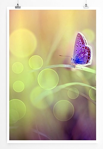 Best for home Artprints - Bild - Lila Schmetterling auf einer Frühlingswiese- Fotodruck in gestochen scharfer Qualität