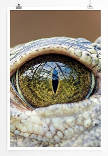 Best for home Artprints - Tierfotografie - Auge eines Alligators- Fotodruck in gestochen scharfer Qualität