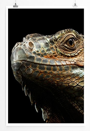 Best for home Artprints - Tierfotografie - Porträt eines grünen Leguans- Fotodruck in gestochen scharfer Qualität