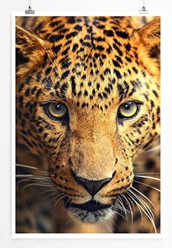 Best for home Artprints - Tierfotografie - Porträt eines Leopards- Fotodruck in gestochen scharfer Qualität