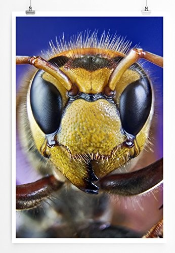 Best for home Artprints - Tierfotografie - Detailaufnahme eines Bienengesichts- Fotodruck in gestochen scharfer Qualität