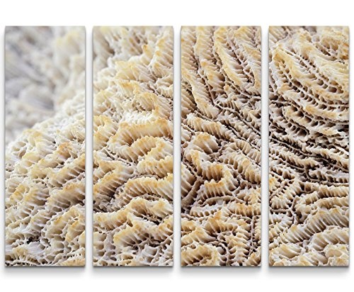 4 teiliges Canvas Bild 4x30x90cm Weiße Koralle - Unterwasser