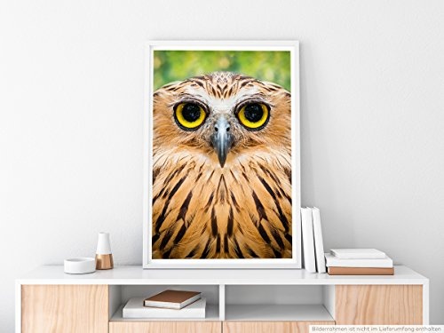 Best for home Artprints - Tierfotografie - Witziges Eulengesicht mit großen gelben Augen- Fotodruck in gestochen scharfer Qualität