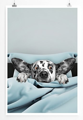 Best for home Artprints - Bild - Süßer Dalmatiner im Bett- Fotodruck in gestochen scharfer Qualität