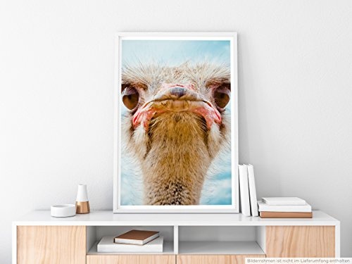 Best for home Artprints - Tierfotografie - Straußenkopf- Fotodruck in gestochen scharfer Qualität