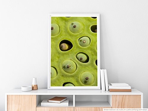 Best for home Artprints - Kunstbild - Lotuspflanze mit Samen- Fotodruck in gestochen scharfer Qualität