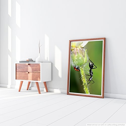 Best for home Artprints - Tierfotografie - Schwarzer Käfer und Ameise auf einer Blume- Fotodruck in gestochen scharfer Qualität