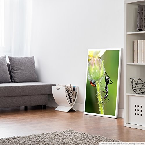 Best for home Artprints - Tierfotografie - Schwarzer Käfer und Ameise auf einer Blume- Fotodruck in gestochen scharfer Qualität