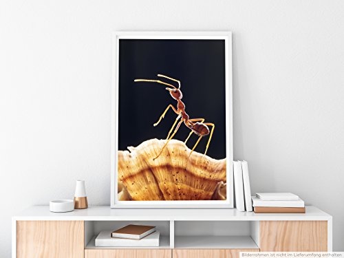 Best for home Artprints - Tierfotografie - Ameise auf Pilz- Fotodruck in gestochen scharfer Qualität