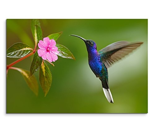 Modernes Bild 90x60cm Tierfotografie - Kolibri vor einer pinken Blüte