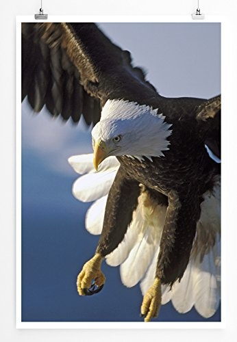 Best for home Artprints - Tierfotografie - Seeadler im Flug- Fotodruck in gestochen scharfer Qualität