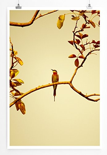Best for home Artprints - Tierfotografie - Vogel auf Baumzweig- Fotodruck in gestochen scharfer Qualität