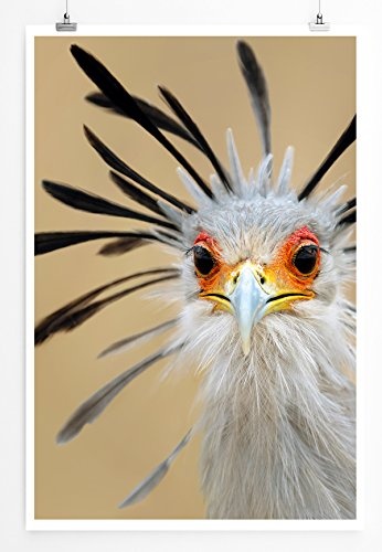 Best for home Artprints - Tierfotografie - Witziger Vogel- Fotodruck in gestochen scharfer Qualität