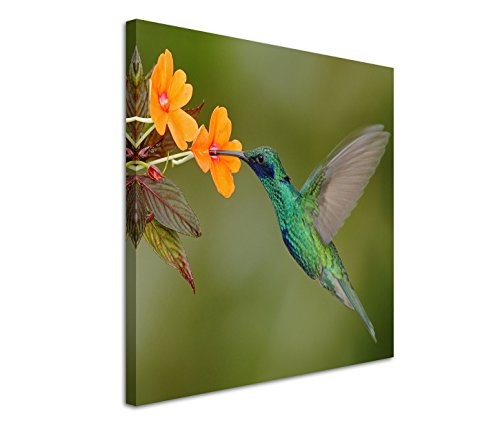 Modernes Bild 80x80cm Landschaftsfotografie - Kolibri vor oranger Blüte