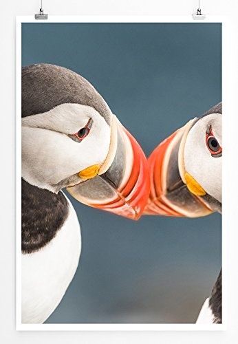 Best for home Artprints - Tierfotografie - Romantische Papageitaucher auf Island- Fotodruck in gestochen scharfer Qualität