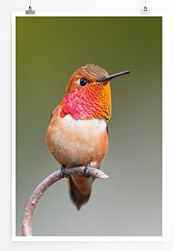 Best for home Artprints - Tierfotografie - Zimtkolibri auf einem Zweig - Fotodruck in gestochen scharfer Qualität