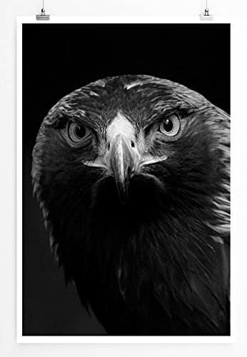 Best for home Artprints - Tierfotografie - Porträt eines Steinadlers schwarz weiß- Fotodruck in gestochen scharfer Qualität