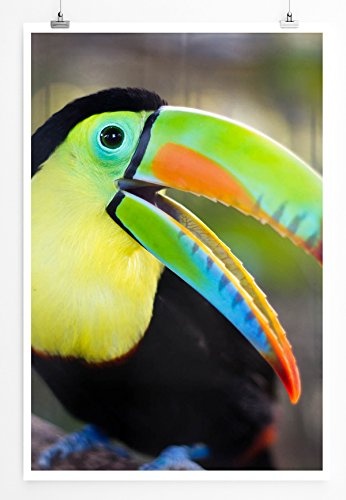 Best for home Artprints - Tierfotografie - Fröhlicher Tukan- Fotodruck in gestochen scharfer Qualität