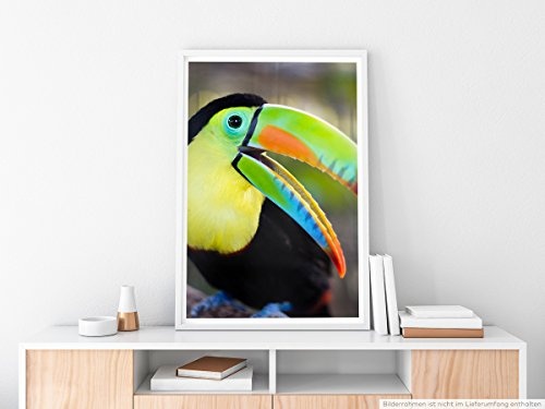 Best for home Artprints - Tierfotografie - Fröhlicher Tukan- Fotodruck in gestochen scharfer Qualität