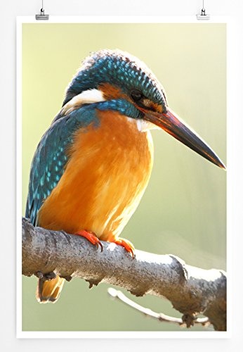 Best for home Artprints - Tierfotografie - Schöner Eisvogel auf Ast- Fotodruck in gestochen scharfer Qualität
