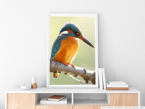 Best for home Artprints - Tierfotografie - Schöner Eisvogel auf Ast- Fotodruck in gestochen scharfer Qualität
