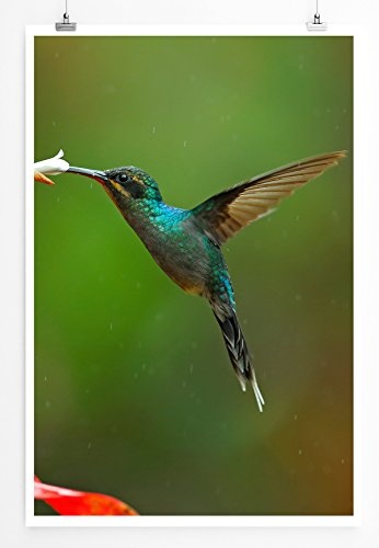 Best for home Artprints - Tierfotografie - Kolibri auf...