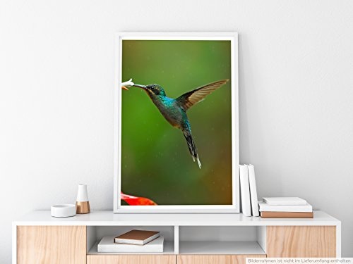 Best for home Artprints - Tierfotografie - Kolibri auf...