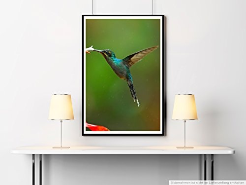 Best for home Artprints - Tierfotografie - Kolibri auf Nektarsuche- Fotodruck in gestochen scharfer Qualität
