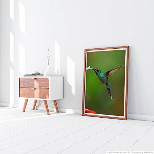 Best for home Artprints - Tierfotografie - Kolibri auf Nektarsuche- Fotodruck in gestochen scharfer Qualität