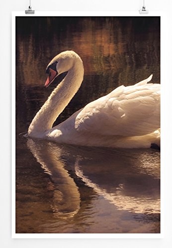 Best for home Artprints - Tierfotografie - Schwan auf schwarzem See- Fotodruck in gestochen scharfer Qualität