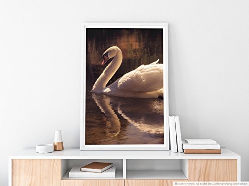 Best for home Artprints - Tierfotografie - Schwan auf schwarzem See- Fotodruck in gestochen scharfer Qualität