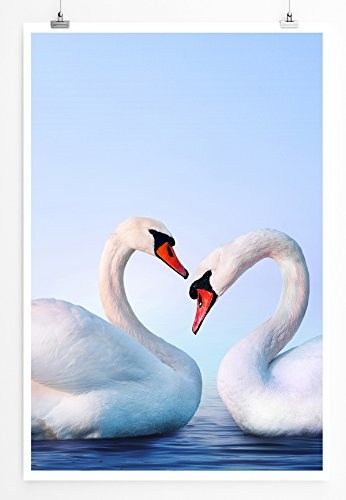 Best for home Artprints - Tierfotografie - Verliebtes weißes Schwanenpaar- Fotodruck in gestochen scharfer Qualität