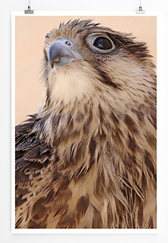 Best for home Artprints - Tierfotografie - Schöne Nahaufnahme eines Falken- Fotodruck in gestochen scharfer Qualität