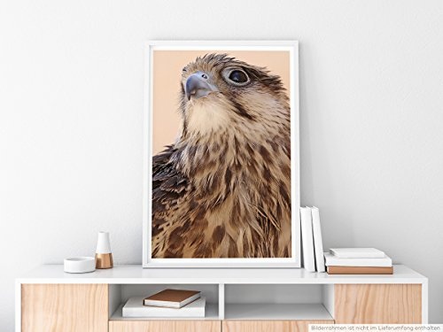 Best for home Artprints - Tierfotografie - Schöne Nahaufnahme eines Falken- Fotodruck in gestochen scharfer Qualität