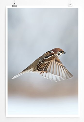 Best for home Artprints - Tierfotografie - Spatz im Flug- Fotodruck in gestochen scharfer Qualität