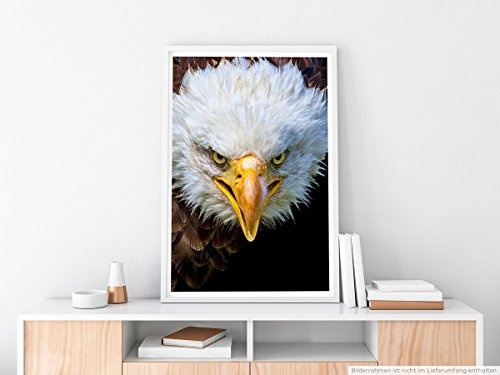 Best for home Artprints - Tierfotografie - Amerikanischer Seeadler im Porträt- Fotodruck in gestochen scharfer Qualität
