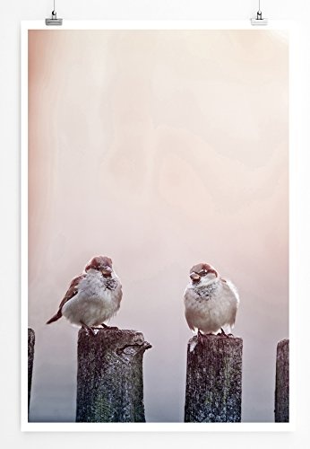 Best for home Artprints - Tierfotografie - Spatzen auf Holzzaun- Fotodruck in gestochen scharfer Qualität