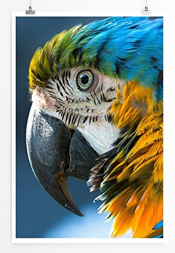 Best for home Artprints - Tierfotografie - Ara im Porträt- Fotodruck in gestochen scharfer Qualität