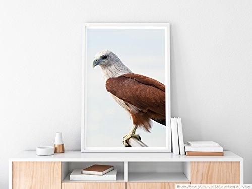 Best for home Artprints - Tierfotografie - Brahminenweih auf einem Ast- Fotodruck in gestochen scharfer Qualität