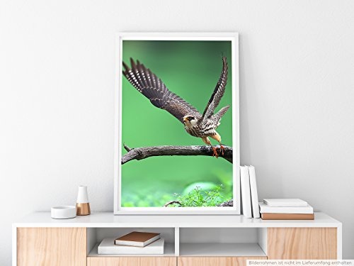 Best for home Artprints - Tierfotografie - Amurfalke im Flug- Fotodruck in gestochen scharfer Qualität
